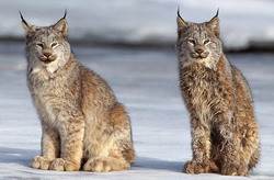 Рысь, евразиатская рысь, рысь обыкновенная (лат. Lynx lynx)