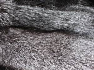 Лисица  серебристо-черная Мех лисицы отличается особым блеском и густым, пышным, шелковистым волосяным покровом. 